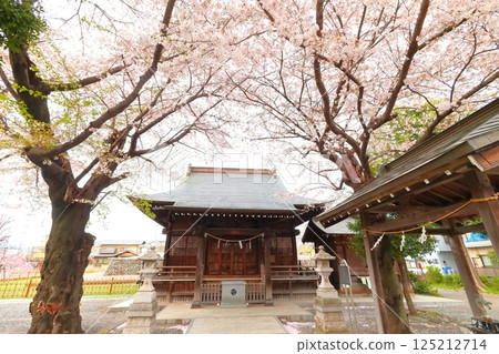 Cherry blossoms of Musashi Fuchu Kumano Shrine Cherry blossoms of Musashi Fuchu Kumano Shrine 125212714