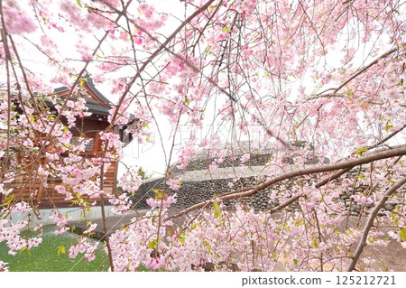 Cherry blossoms of Musashi Fuchu Kumano Shrine 125212721