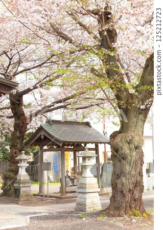 Musashi Fuchu Kumano Shrine的櫻花 125212723