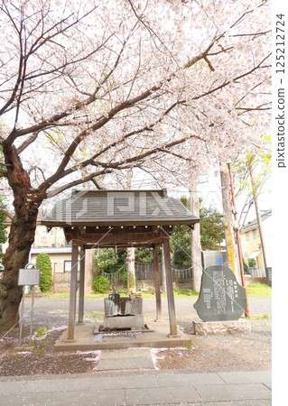 Cherry blossoms of Musashi Fuchu Kumano Shrine 125212724
