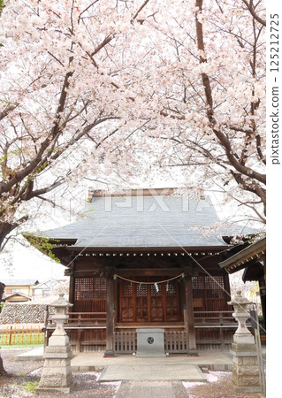 Musashi Fuchu Kumano Shrine的櫻花 125212725