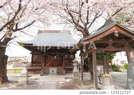 Cherry blossoms of Musashi Fuchu Kumano Shrine 125212727