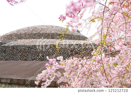 Musashi Fuchu Kumano Shrine的櫻花 125212728