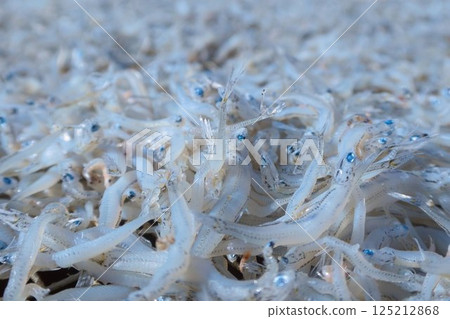 It's the season for delicious dried baby sardines. The local seafood is the Setouchi dried baby sardines. It's the season for delicious dried baby sardines. The local seafood is the Setouchi dried baby sardines. 125212868
