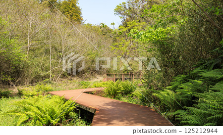 Early summer in Koajiro Forest 125212944