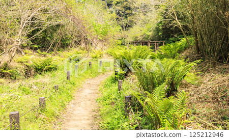 小次郎森林的初夏 125212946