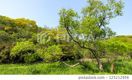 Early summer in Koajiro Forest Early summer in Koajiro Forest 125212956