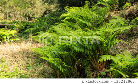 Early summer in Koajiro Forest 125212963