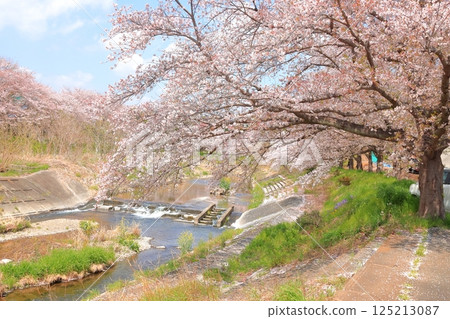 Cherry blossoms blooming along the river in Akiruno City Cherry blossoms blooming along the river in Akiruno City 125213087