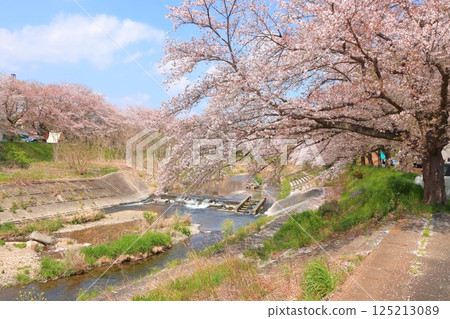 Cherry blossoms blooming along the river in Akiruno City 125213089