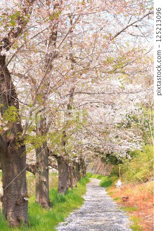 Cherry blossoms blooming along the river in Akiruno City Cherry blossoms blooming along the river in Akiruno City 125213096