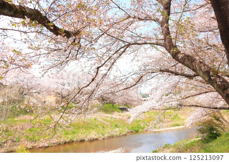 Cherry blossoms blooming along the river in Akiruno City Cherry blossoms blooming along the river in Akiruno City 125213097