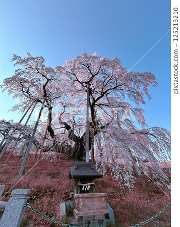 Stock Photo: Sakura Sakura Spring cherry blossom branches Miharu Takizakura 125213210
