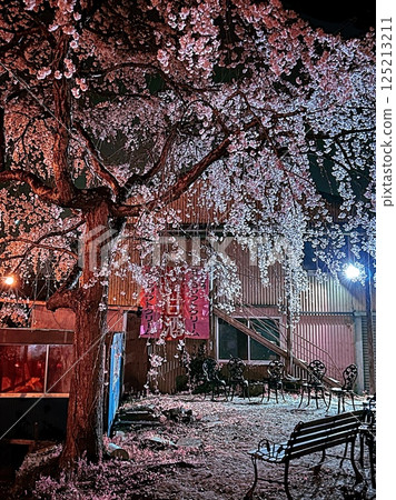 Stock Photo: Cherry blossoms, Sakura, Miharu Takizakura, night view, chair Stock Photo: Cherry blossoms, Sakura, Miharu Takizakura, night view, chair 125213211