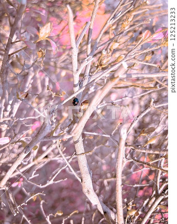 Stock Photo: Ladybug Tree branch Fukushima Prefecture Miharu Town Spring Nature Stock Photo: Ladybug Tree branch Fukushima Prefecture Miharu Town Spring Nature 125213233