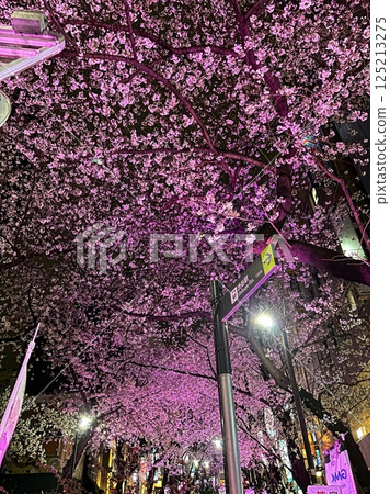 Stock Photo: Shibuya Sakuragaoka Sakurazaka Sakura Night view Stock Photo: Shibuya Sakuragaoka Sakurazaka Sakura Night view 125213275