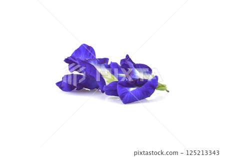 Butterfly Pea isolated on white background Butterfly Pea isolated on white background 125213343