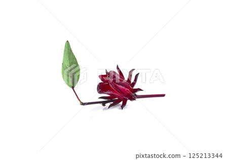 Roselle Hibiscus sabdariffa red fruit flower on white background. Roselle Hibiscus sabdariffa red fruit flower on white background. 125213344