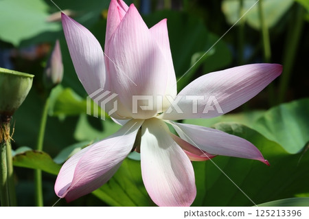 The endemic species Sasayama Castle lotus flower in full bloom 125213396