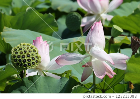 The endemic species Sasayama Castle Hasuroku blooms in full bloom 125213398