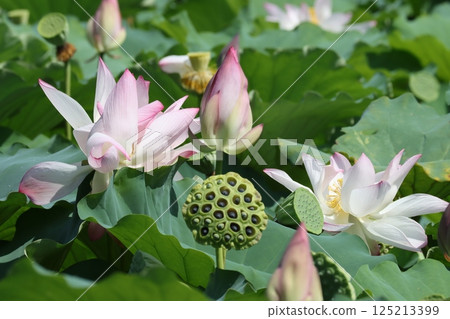 特有物種篠山城蓮七色盛開 125213399