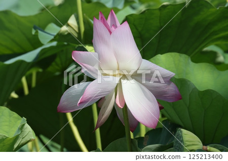 盛開的篠山城特有蓮花 125213400