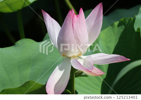 特有種筱山城蓮宿盛開 125213401