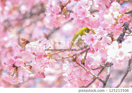 Kawazu cherry tree and mezzo Kawazu cherry tree and mezzo 125213506