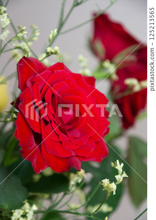 紅玫瑰 125213565