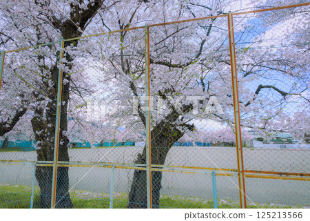 Cherry blossoms at the ground 125213566