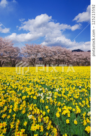 Iwai Waterside Park: Cherry blossoms and daffodils Iwai Waterside Park: Cherry blossoms and daffodils 125213592