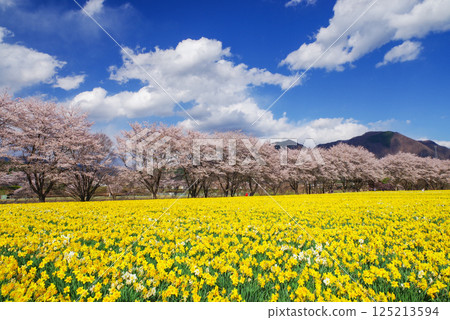 Iwai Waterside Park: Cherry blossoms and daffodils Iwai Waterside Park: Cherry blossoms and daffodils 125213594