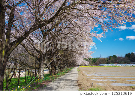 Iwai Waterside Park: Cherry blossoms and daffodils Iwai Waterside Park: Cherry blossoms and daffodils 125213619