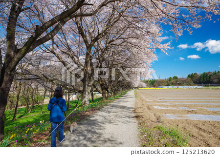 岩井水邊公園：櫻花與水仙花 125213620