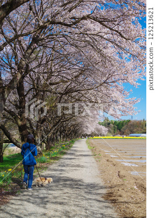 岩井水邊公園：櫻花與水仙花 125213621