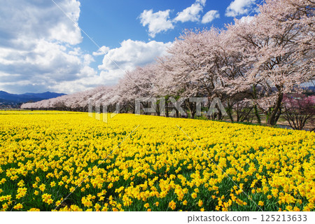 Iwai Waterside Park: Cherry blossoms and daffodils Iwai Waterside Park: Cherry blossoms and daffodils 125213633
