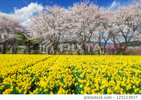 Iwai Waterside Park: Cherry blossoms and daffodils 125213637