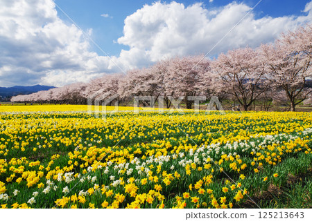 Iwai Waterside Park: Cherry blossoms and daffodils Iwai Waterside Park: Cherry blossoms and daffodils 125213643