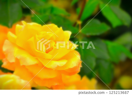美麗的黃色春玫瑰花 125213687