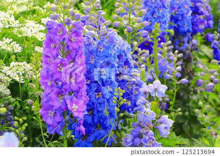 一簇清新的飛燕草和菥蓂 一簇清新的飛燕草和菥蓂 125213694