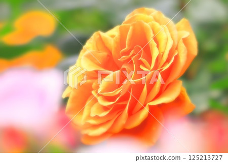 明亮的橙色玫瑰花 明亮的橙色玫瑰花 125213727