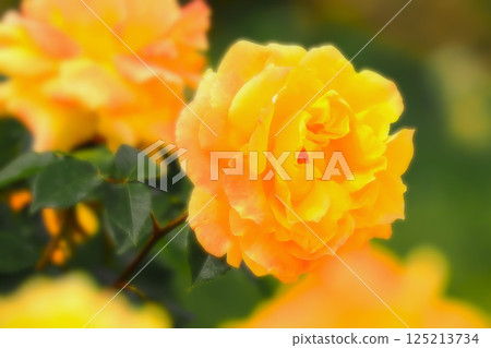 亮黃色的春玫瑰花 125213734