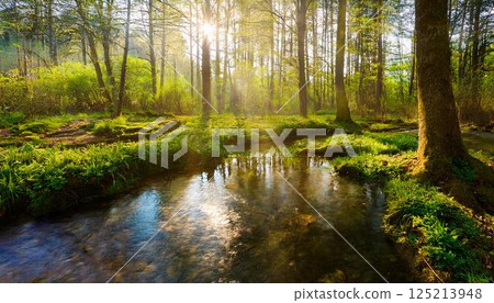 Clear forest stream and sunlight filtering through the trees 4 125213948