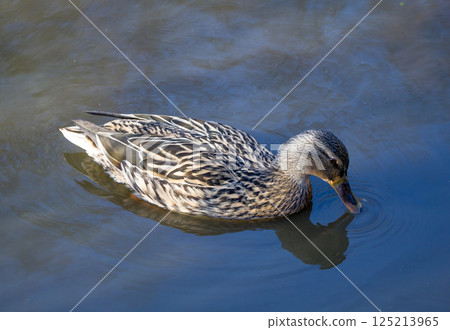 Female Mallard Dipping Beak in Calm Water 125213965