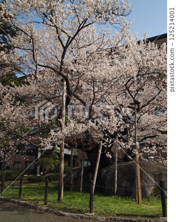 Ishiwari Sakura (Morioka City, photographed in 2025) 125214001