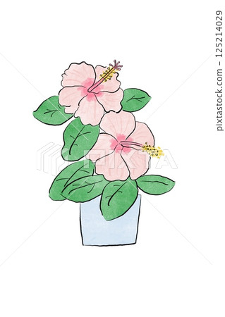 水彩粉紅色芙蓉花 水彩粉紅色芙蓉花 125214029