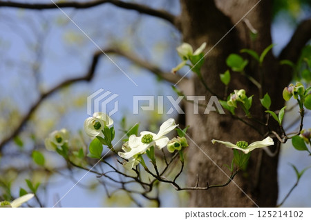 white flower dogwood white flower dogwood 125214102