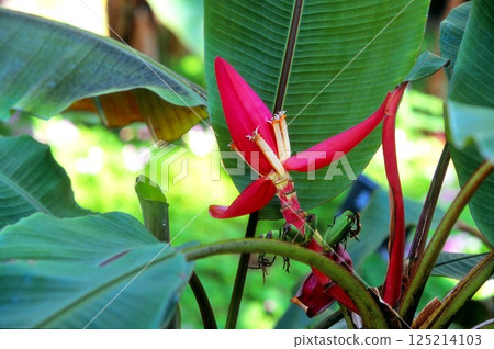 香蕉花 香蕉花 125214103