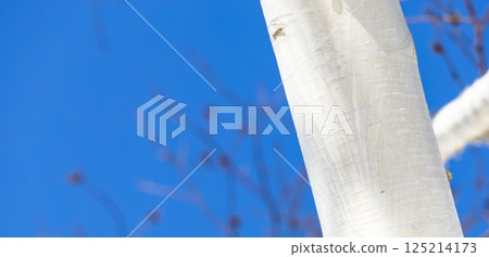 A clear blue sky in early spring and the pure white birch trees that evoke the image of Hokkaido 125214173