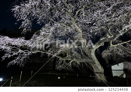 八澤垂枝櫻花點燈 125214439